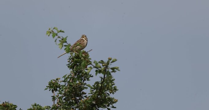 Corn Bunting (Emberiza calandra) Singing Perched on a Common Hawthorn (Crataegus monogyna) Shrub, Abruzzo, Italy
