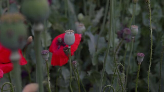 Close-up of green opium poppy heads and red flower swaying in the wind, slow motion b-roll