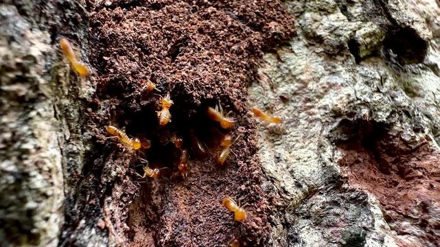 Rare macro footage of multiple termite queens moving inside an active termite colony. Worker termites surround reproductive termites within a natural nest in a decaying tree trunk.
