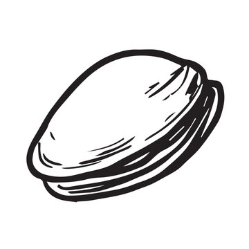 Simple mussel shell outline with texture lines drawing