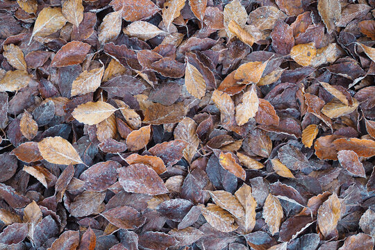 Nat&uuml;rlicher Hintergrund mit abgefallenen Bl&auml;ttern der Europ&auml;ischen Buche (Fagus sylvatica), die von einer leichten Frostschicht &uuml;berzogen sind. Herbstliche Waldlandschaft mit braunem Laub.