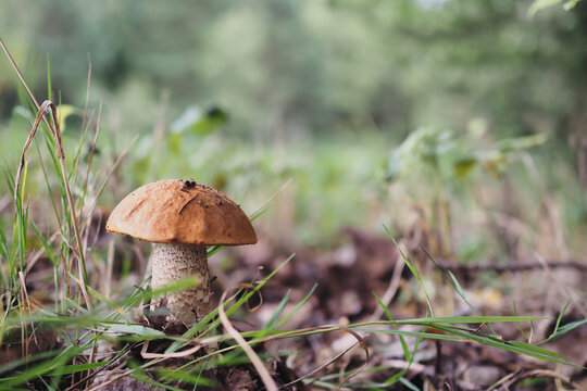 Eine junge Birkenrotkappe  (Leccinum versipelle) w&auml;chst zwischen Gras, herabgefallenen Bl&auml;ttern und Waldvegetation aus dem Waldboden. Nat&uuml;rliche Herbstszene mit geringer Tiefensch&auml;rfe.