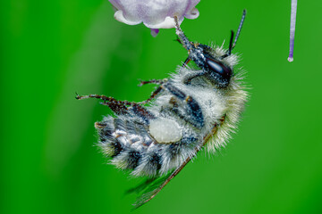 Bourdon en suspendu à une fleur blanche © Villages de France
