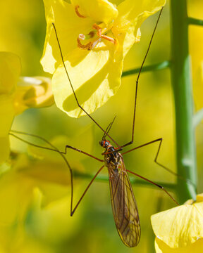 Tipula luna sur un arri&egrave;re plan jaune
