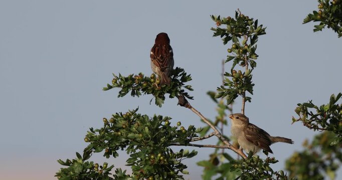 Male Italian Sparrow (Passer italiae) Perched on a Common Hawthorn (Crataegus monogyna) Shrub with Fledgling Chick Begging for Food, Abruzzo, Italy