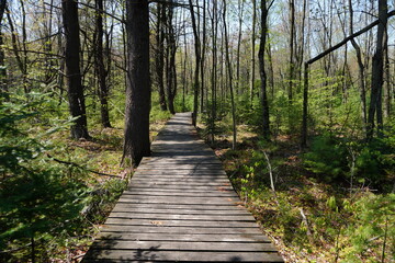 Fototapeta premium A rustic wooden boardwalk trail winds through a dense green forest during a sunny spring day