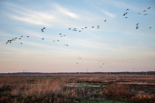 Wintering Sandhill Cranes in flight over Paynes Prairie State Park, Florida