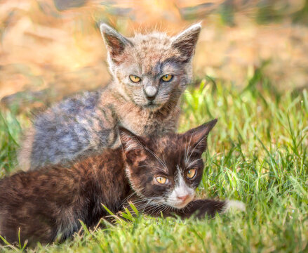 digital photo art, Two kittens playing on grass lawn in grass