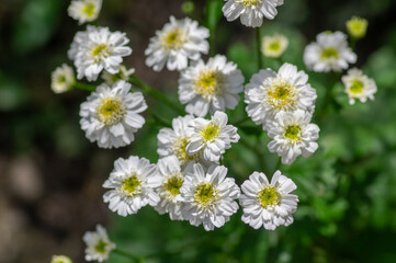 Obraz premium Tanacetum parthenium double white feverfew flowers macro in bloom, double feverfew flowering plant