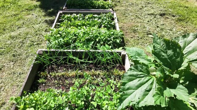 Several raised beds stand in a row on a grassy plot, each holding a different stage of garden work. One bed contains compost made from kitchen scraps and plant remains. 