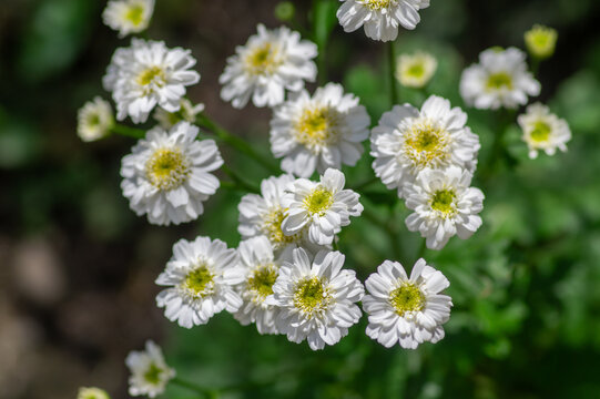 Tanacetum parthenium double white feverfew flowers macro in bloom, double feverfew flowering plant