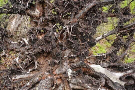 Detailed close-up of an uprooted tree root system with clinging dark soil tangled fibers and exposed wooden surfaces in a forest setting