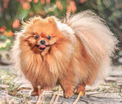 Pomerianian dog pet with worried expression standing outdoors, digital photo art