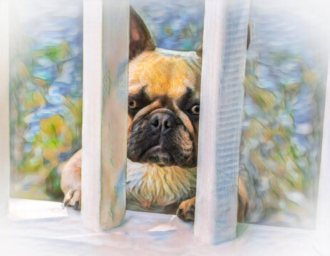 comical French Bulldog standing and peering through gate bars, digital photo art