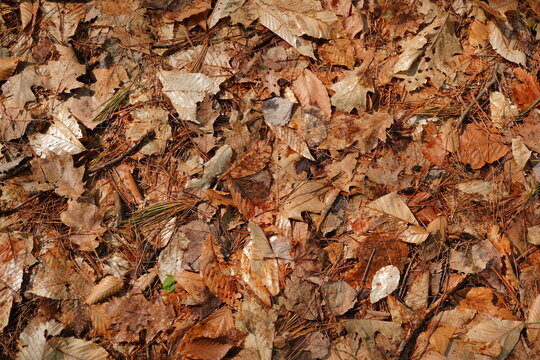 Top down view of dry autumn leaves and pine needles covering the forest floor