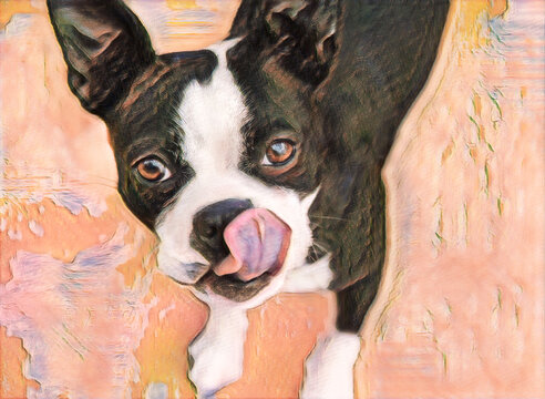 Boston Terrior dog showing licking his nose, digital photo art