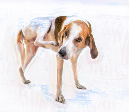 Walker hound dog scratching self aganst high key backdrop, digital photo art