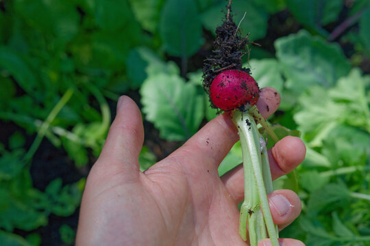 Close-up view of a hand gently holding a freshly pulled red radish root, still covered in dark, nutrient-rich soil and root filaments. This image perfectly captures the moment of harvest.