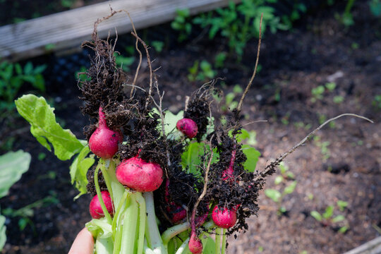 A cluster of multiple red radishes, each retaining a visible clump of dark soil and root material. The sheer quantity of the harvest emphasizes abundance and
success in gardening. 
