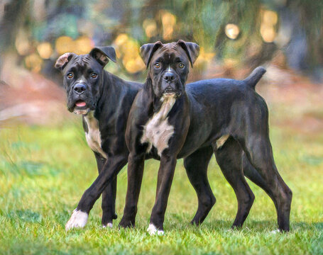 A pair of 9 month old male juvenile Boxer dog siblings on lawn, digital photo art