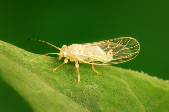 Minuscule hemiptera resting on a leaf with green blurred background