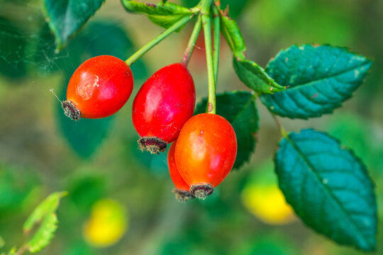 Ripe rosehip on a branch. Dog-rose red berries. Wild rose.Rosehip tea is rich in vitamins and is used as a restorative