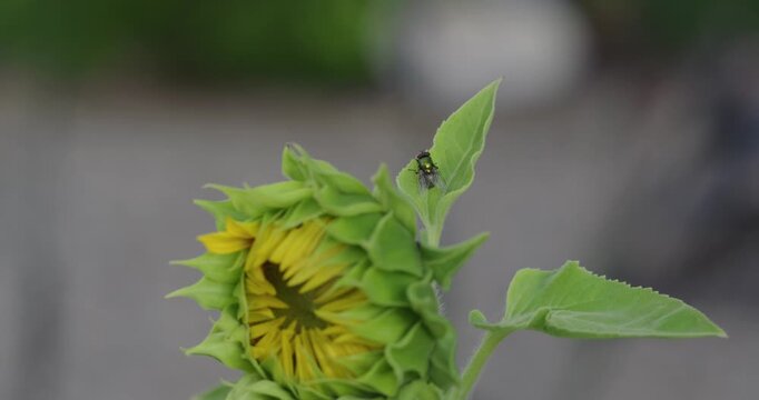 A metallic green fly rests on the leaf of an blooming sunflower