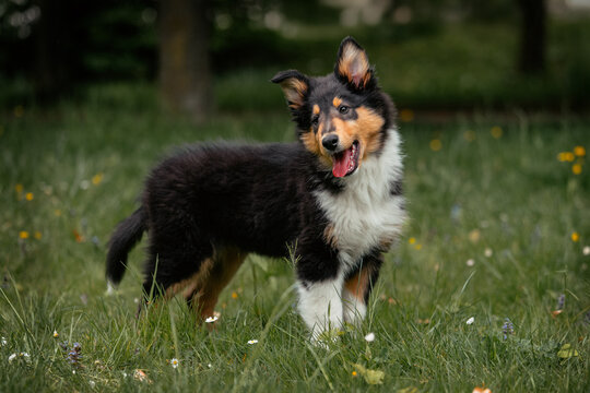 American Collie Welpe