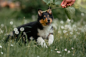 American Collie Welpe © ScullyPictures