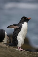 Fototapeta premium Rockhopper penguin on South Georgia Island