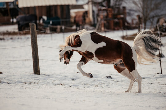 Scheckenpony im Schnee