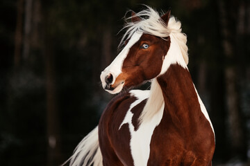 Scheckenpony im Schnee © ScullyPictures