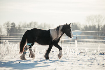 Irish Cob Jungpferd im Schnee © ScullyPictures