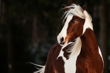 Scheckenpony im Schnee © ScullyPictures