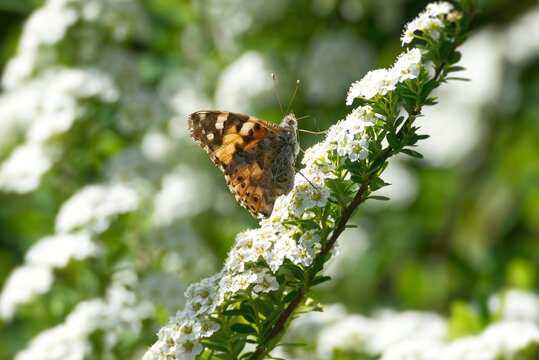 Painted Lady (Vanessa cardui) butterfly sitting on a white flower in Zurich, Switzerland