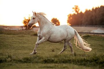 Andalusier im Sonnenuntergang © ScullyPictures