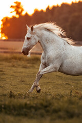 Andalusier im Sonnenuntergang © ScullyPictures