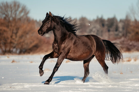 Leonharder im Schnee