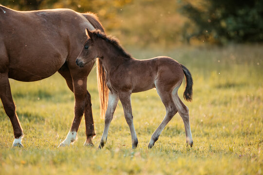 Quarter Horses
