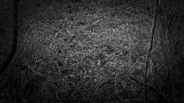 Walking through woods with bare trees in black and white. Atmospheric mood video with sound of branches cracking.