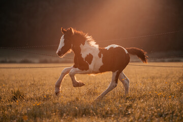 Irish Cob Absetzer © ScullyPictures