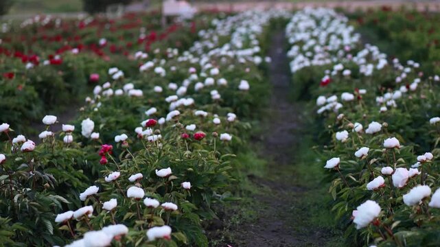 Beautiful panoramic view of a blooming peony field with white and red flowers growing in rows on a plantation against a green landscape background.