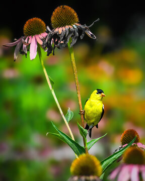 American Goldfinch perched on a coneflower stem in a colorful summer garden, its bright yellow plumage standing out against a soft floral background.