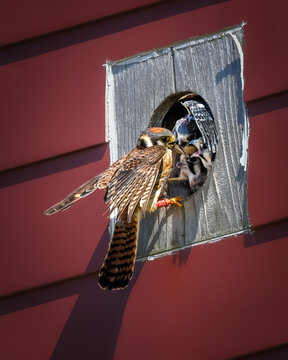 American Kestrel delivering food to hungry nestlings at a nest box entrance. A powerful wildlife moment capturing parental care, feeding behavior, and raptor family life.