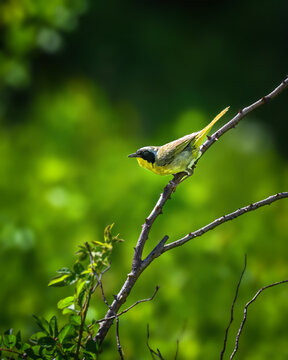 Common Yellowthroat perched on a slender branch against a vibrant green background. The male's distinctive black mask and bright yellow throat stand out in this natural woodland scene.