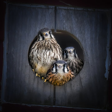 Three young American Kestrels peer from a wooden nest box entrance, showcasing curiosity and sibling behavior in a captivating wildlife scene.