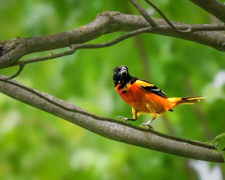 Male Baltimore Oriole perched on a tree branch, displaying vivid orange and black breeding plumage against a soft green woodland background with natural bokeh.
