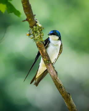 Tree Swallow perched on a lichen-covered branch, displaying iridescent blue plumage and white underparts against a soft green background in natural woodland habitat.
