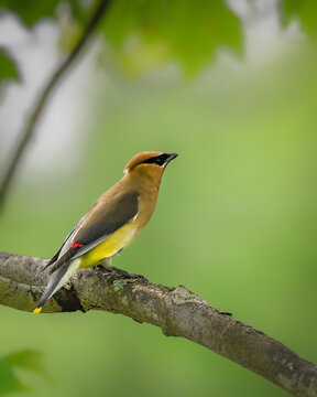 Cedar Waxwing perched on a tree branch against a soft green background, showcasing elegant plumage and vibrant colors in a peaceful spring woodland setting.