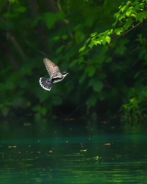 Eastern Kingbird in flight above calm water with green forest background, captured in natural light during active aerial movement.